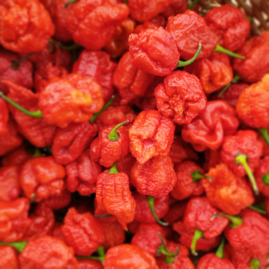 Die Carolina Reaper Chili: Alles was Sie wissen müssen über die schärfste Chili der Welt