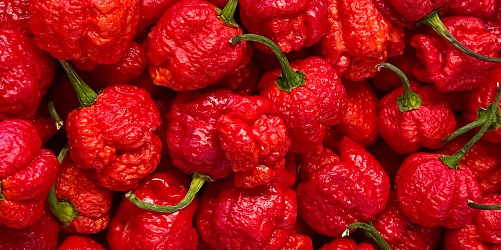 Carolina Reapers: Die schärfste Chili der Welt und ihre faszinierende Geschichte
