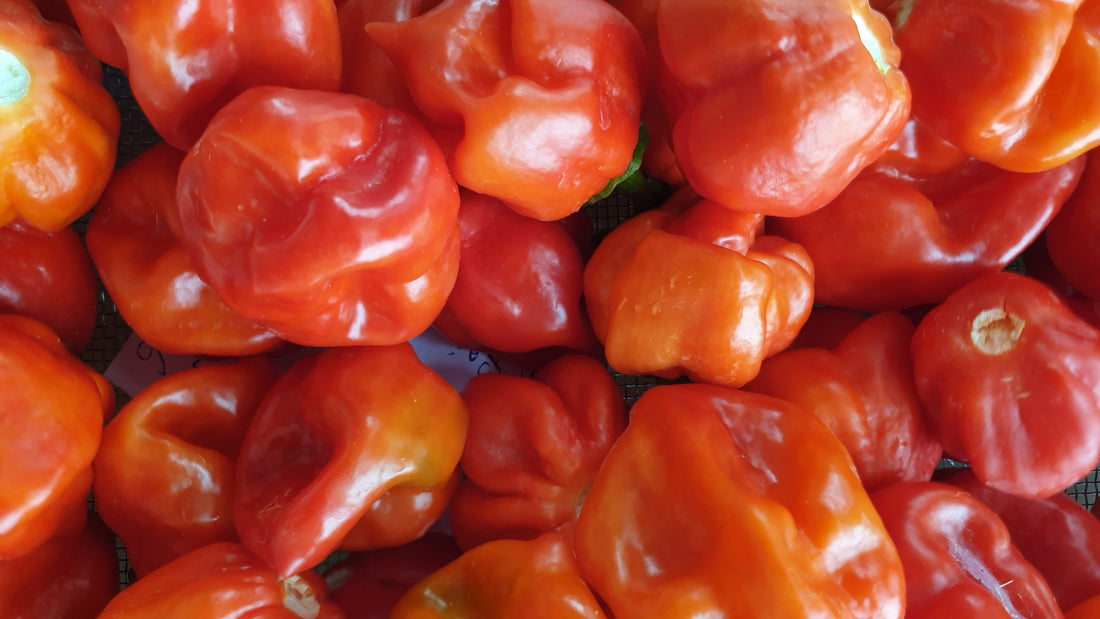 Karibisches Habanero Carribean Red Hühnchen
