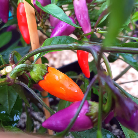 Jalapeno Multicolor Salsa