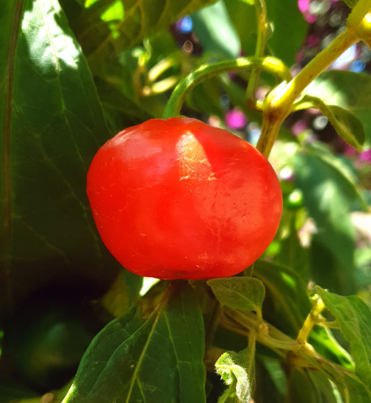 Rocoto Relleno – Gefüllte Rocoto-Chilis aus Peru