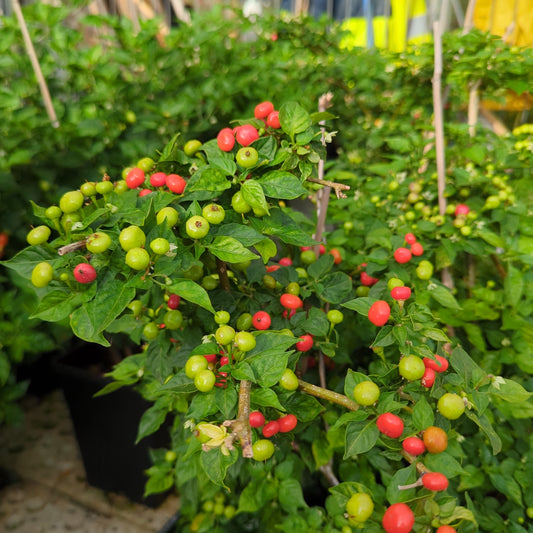 Charapita Red - 10 chili seeds