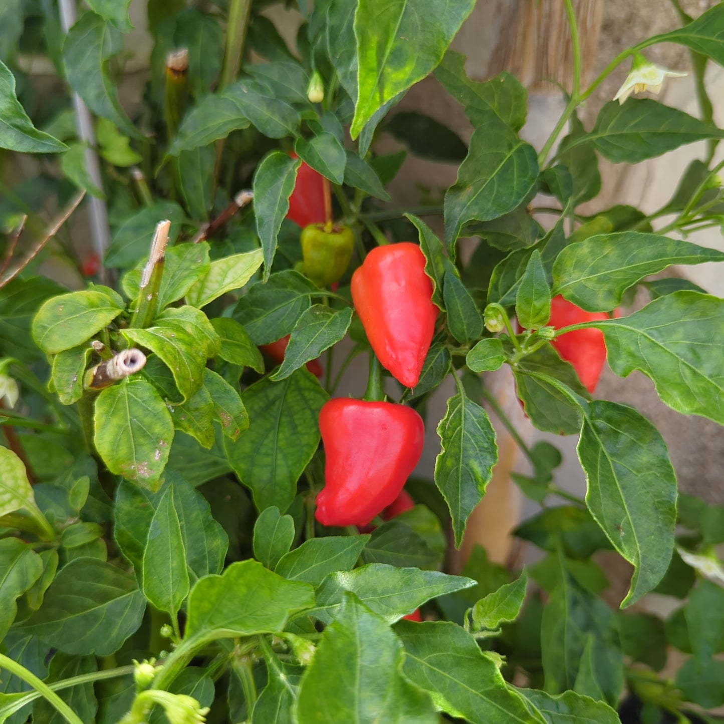 Aji Benito - 10 chili seeds