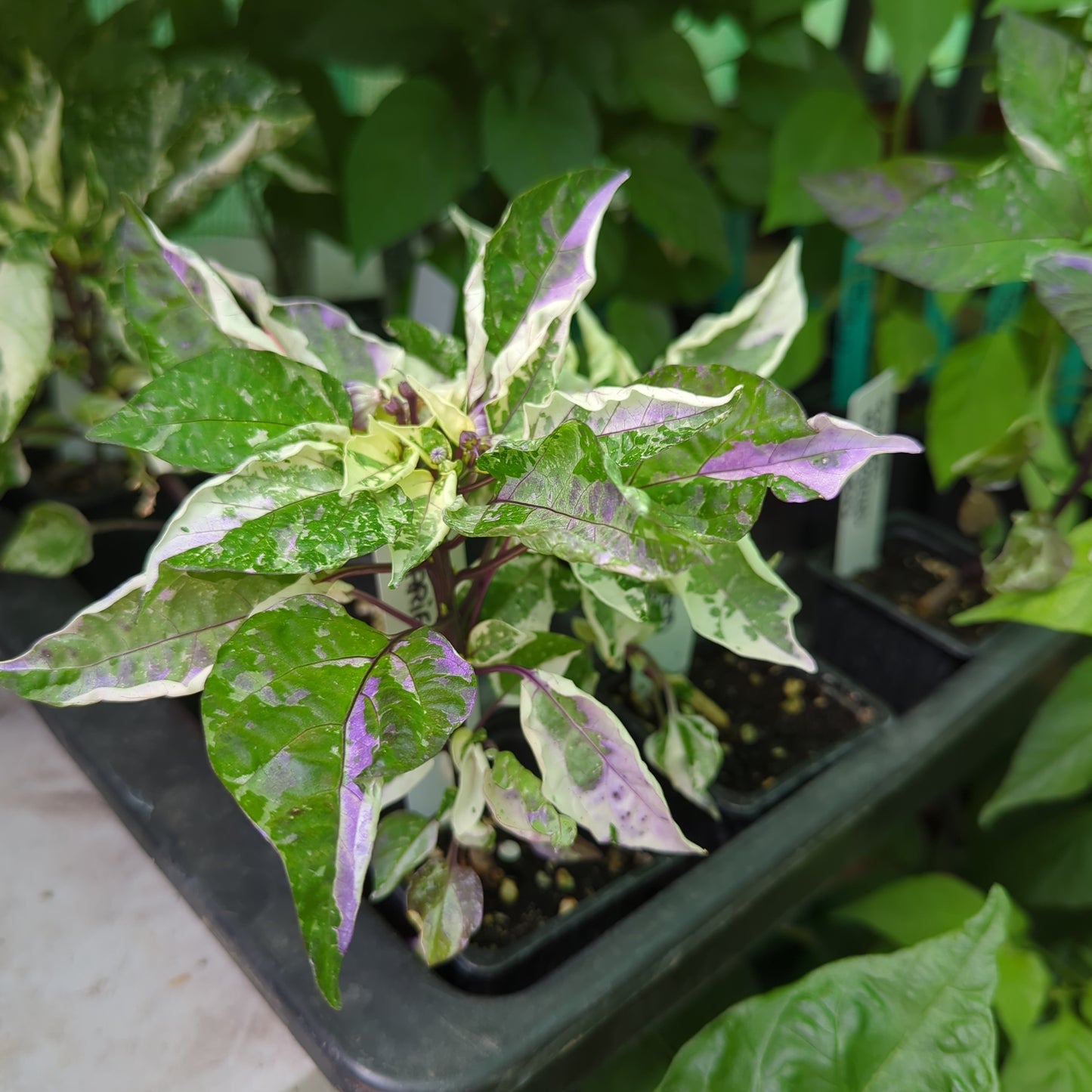 Scarlet Variegated - 10 semillas de chile