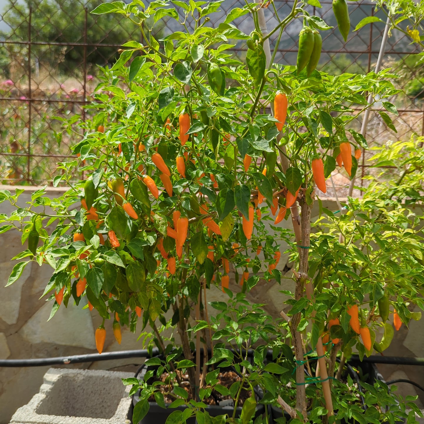 Devils Claw Amarillo - 10 semillas de chile