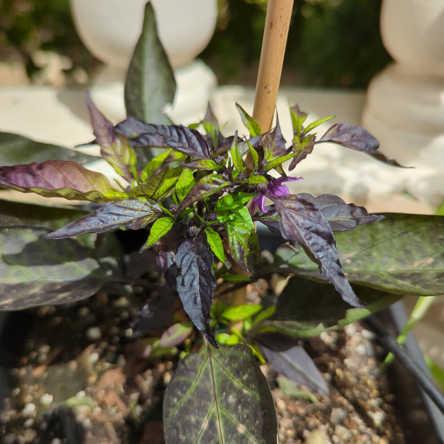 Peruvian Purple - Chili-planet.com