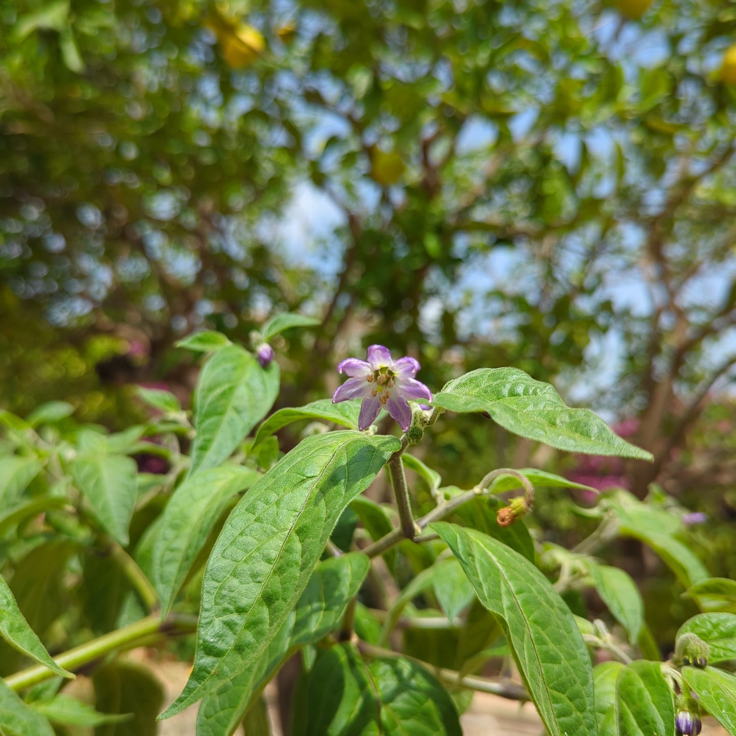 Rocoto de la Selva Lima - 10 semillas de chile