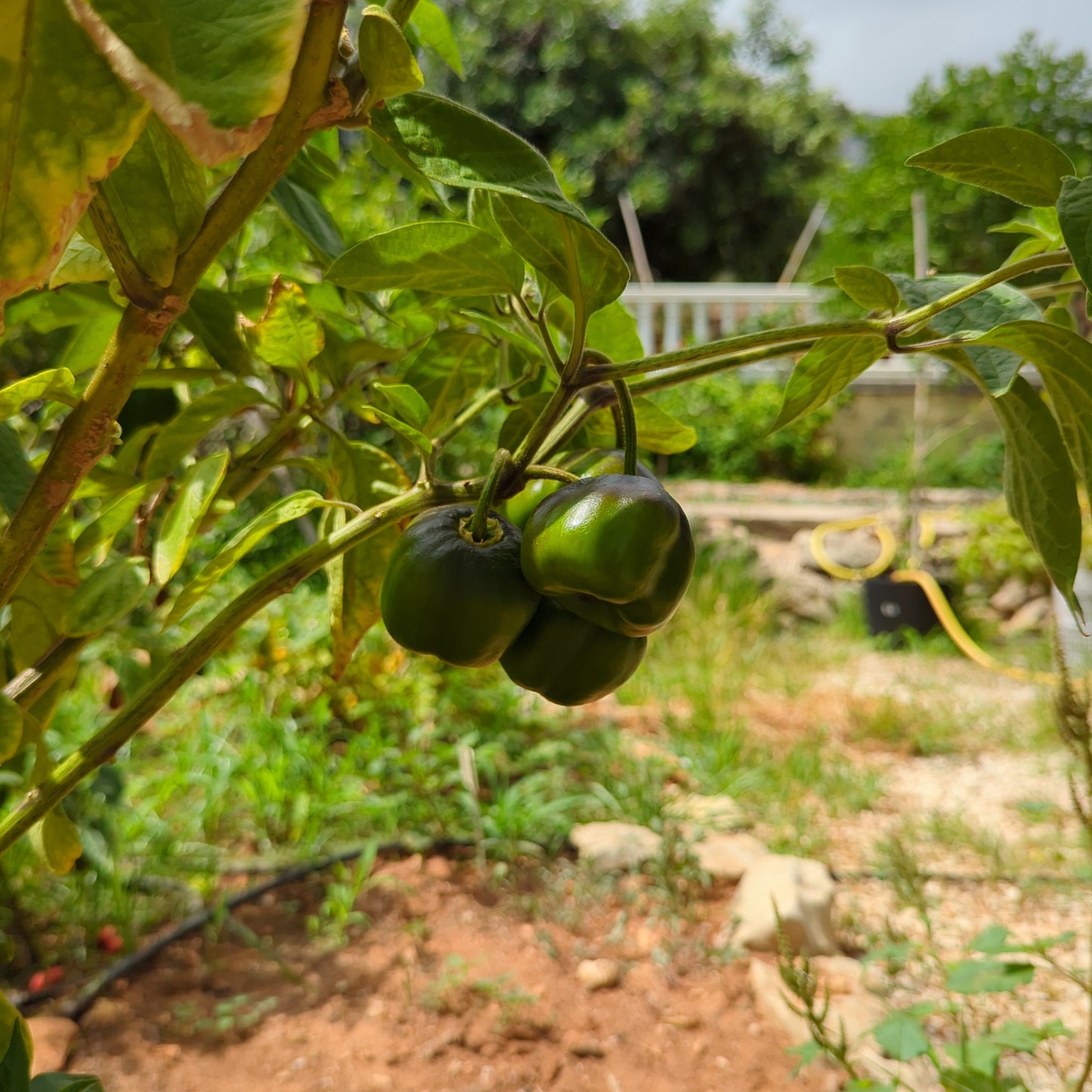 Rocoto de la Selva Lima - 10 semillas de chile