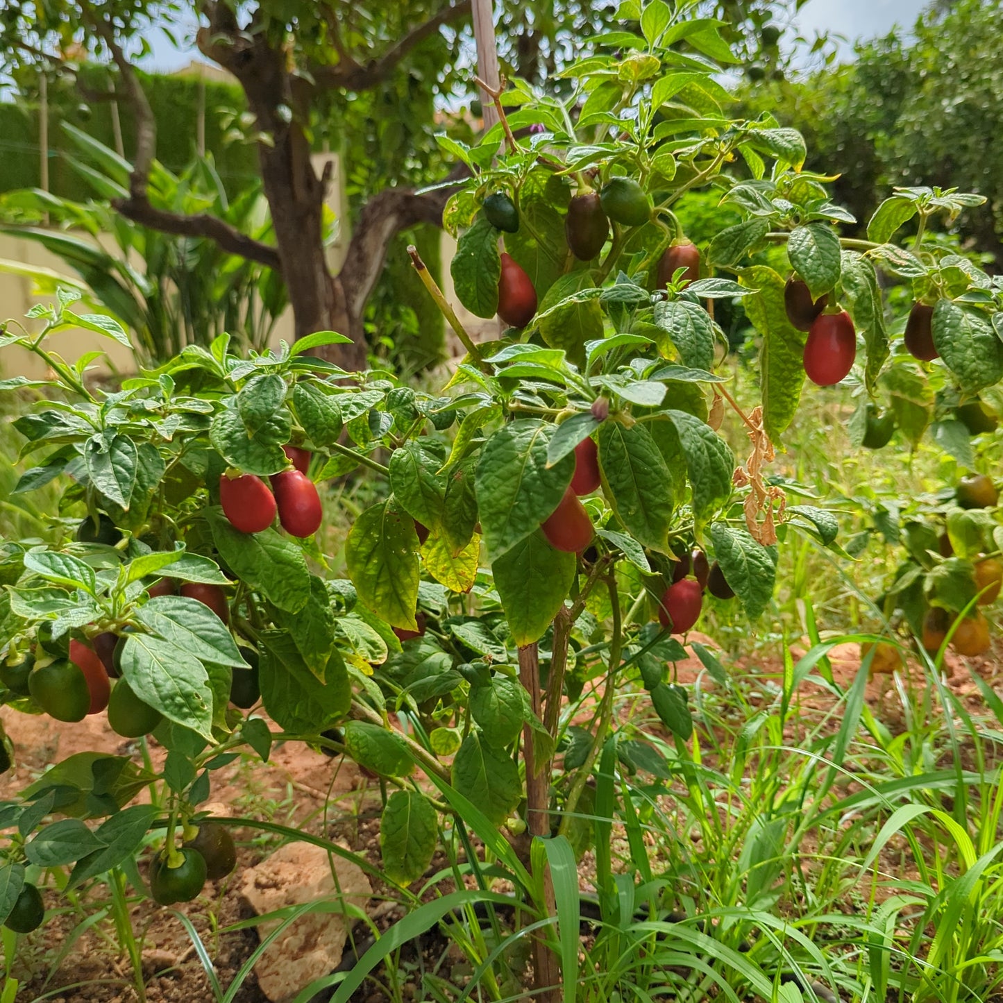 Rocoto Boliviano Peludo - 10 semillas de chile