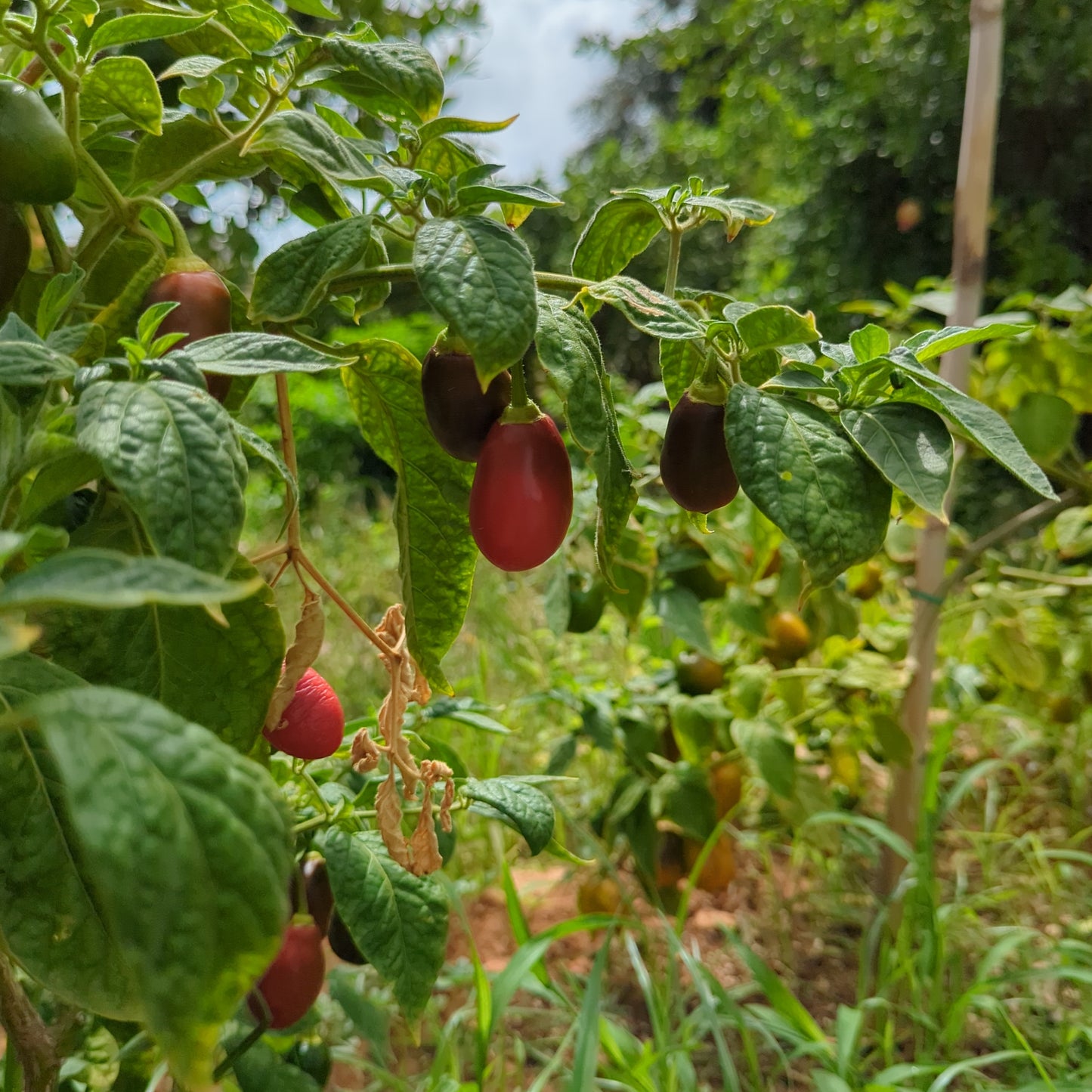 Rocoto Boliviano Peludo - 10 semillas de chile