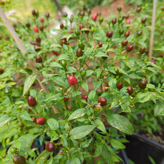 Bird's Eye Baby - 10 chili seeds