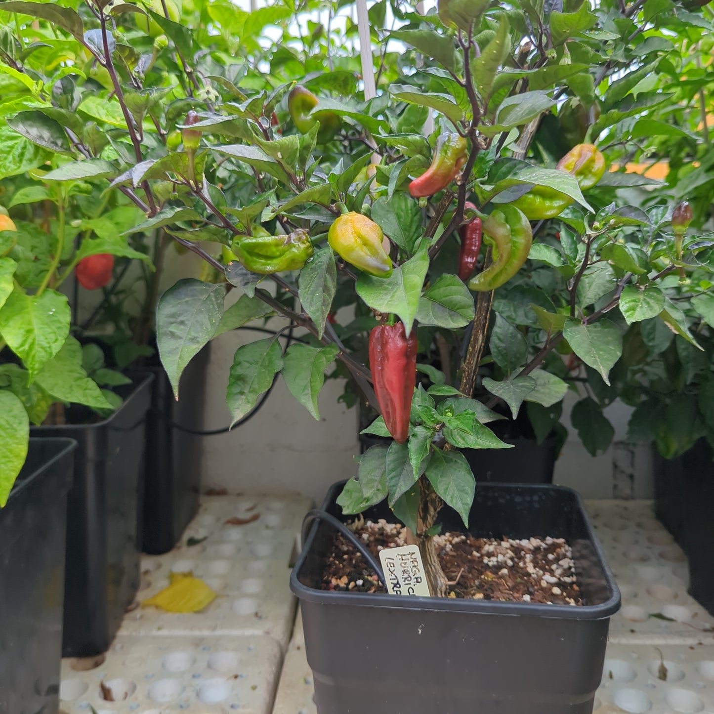 Naga Hurricane (Extra) - 10 chili seeds