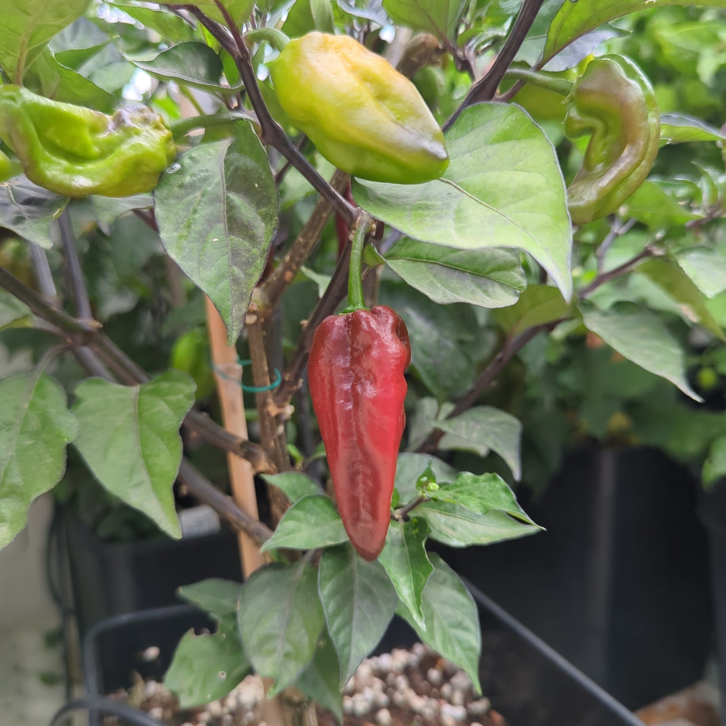 Naga Hurricane (Extra) - 10 chili seeds