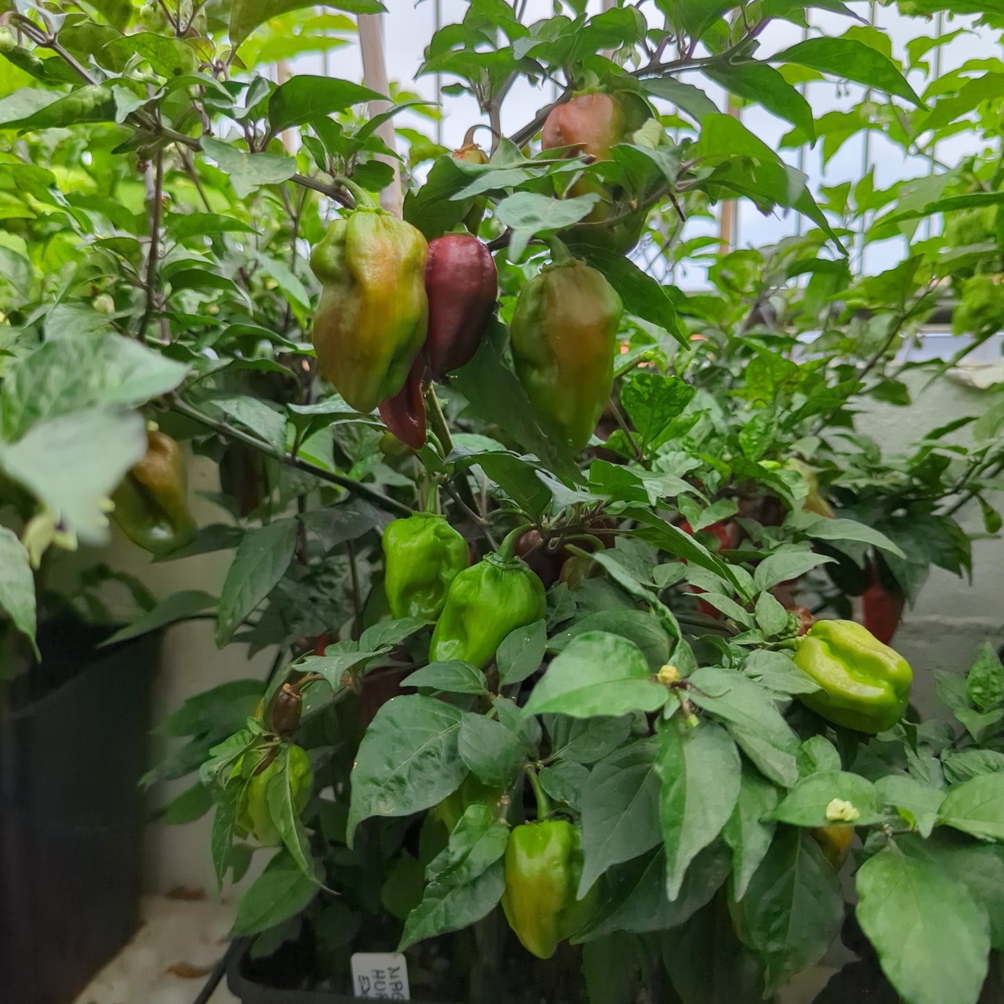 Naga Hurricane (Extra) - 10 chili seeds