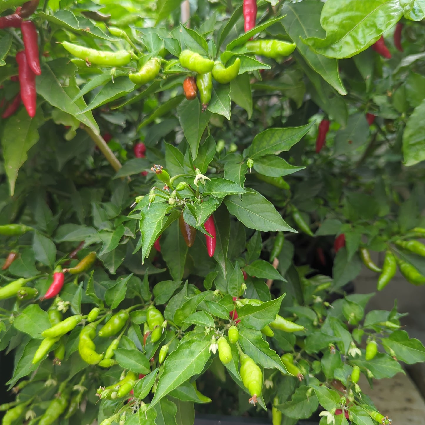 Leviathan Gnarly Scorpion - 10 Chili Seeds