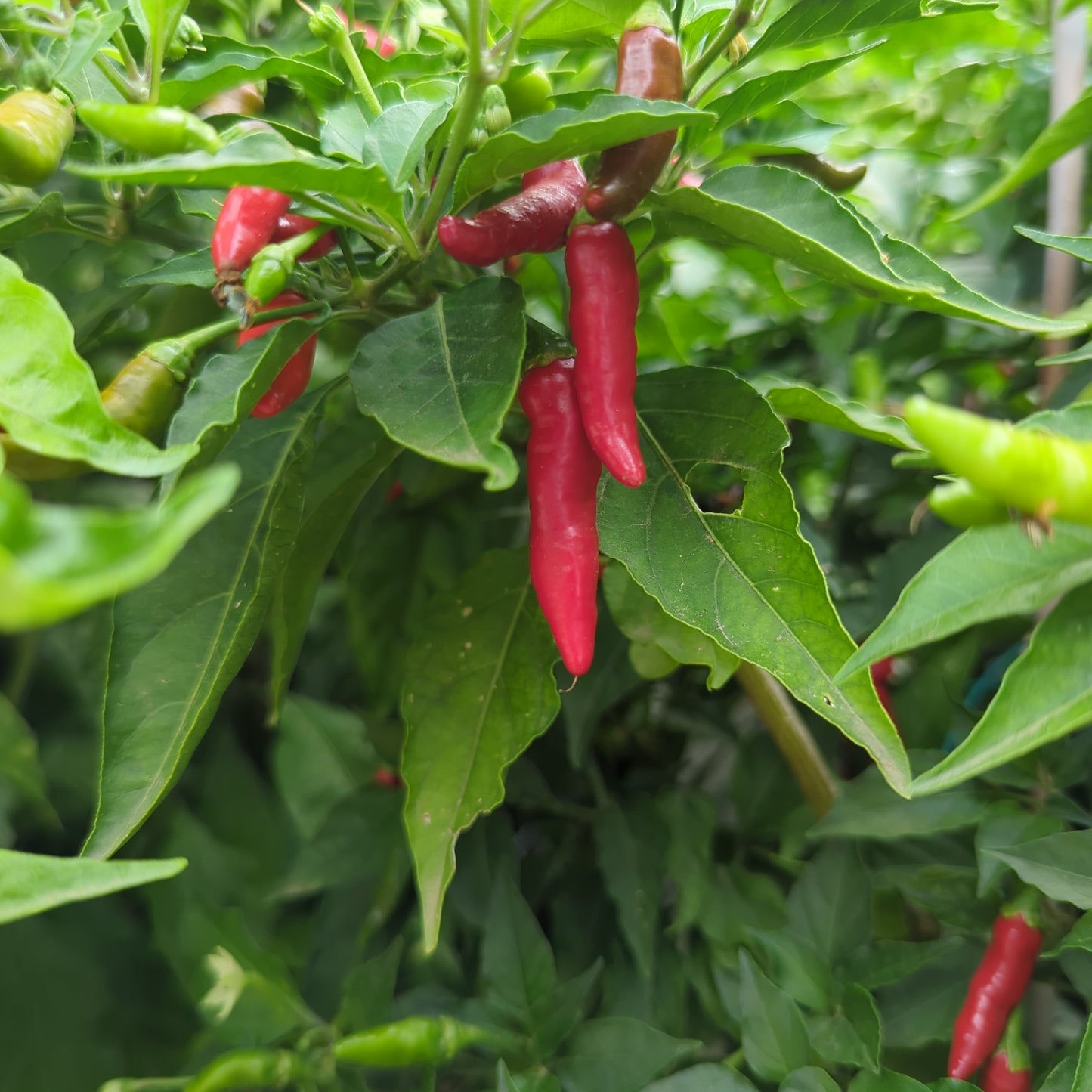 Leviathan Gnarly Scorpion - 10 Chili Seeds