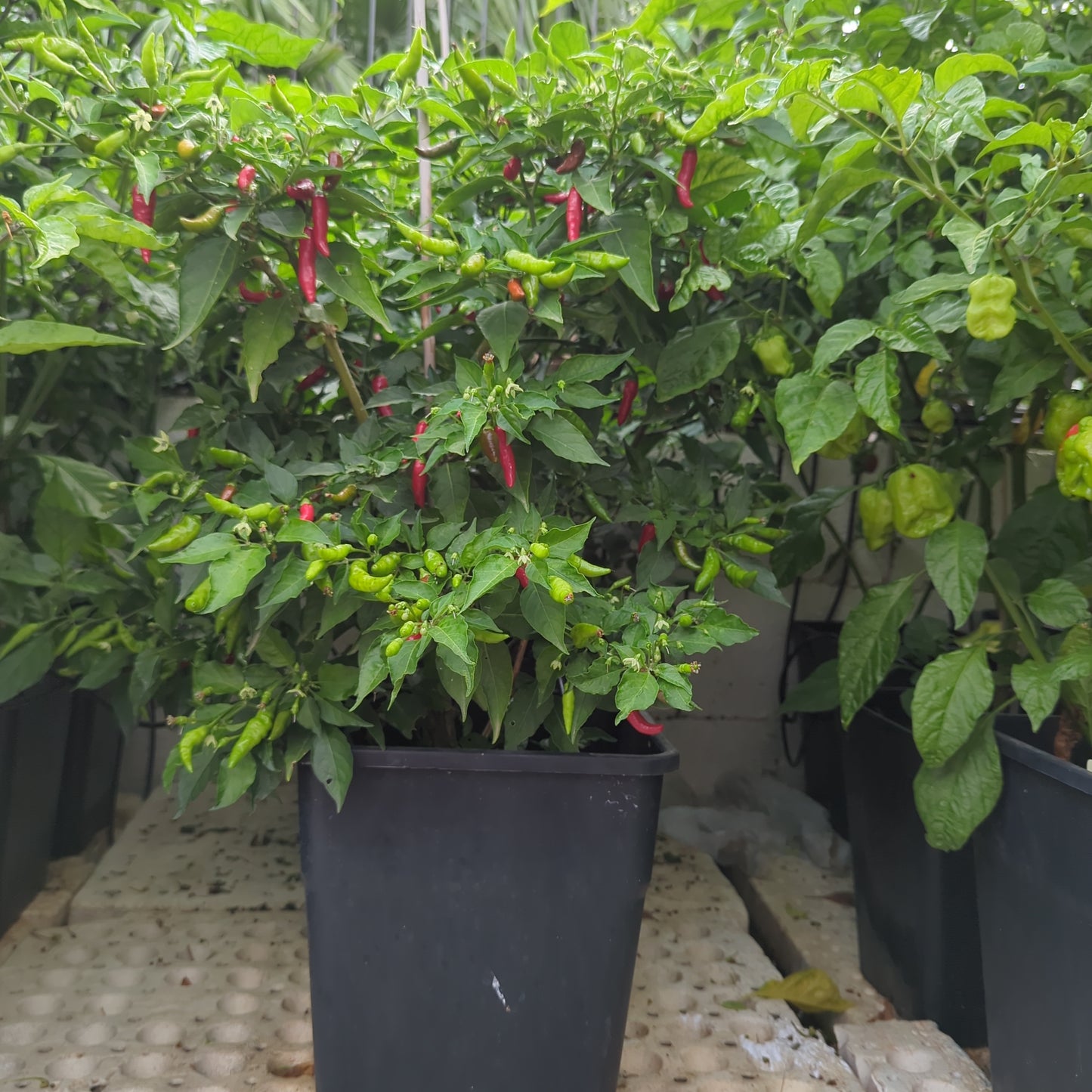 Leviathan Gnarly Scorpion - 10 Chili Seeds
