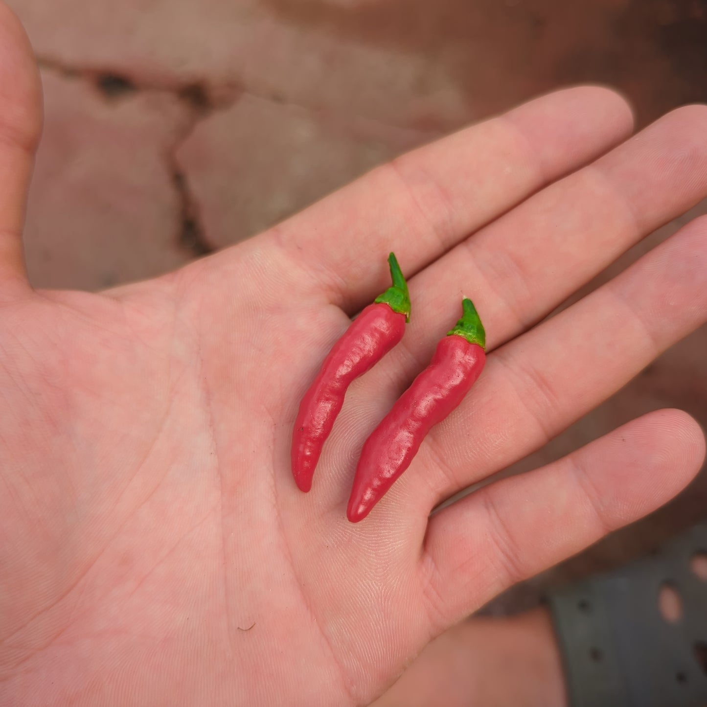 Leviathan Gnarly Scorpion - 10 Chili Seeds