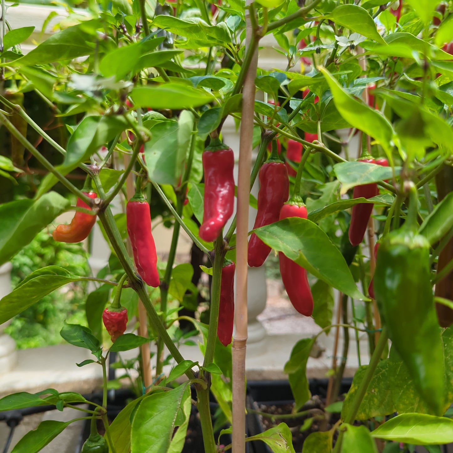 Hawaian Sweet - 10 chili seeds