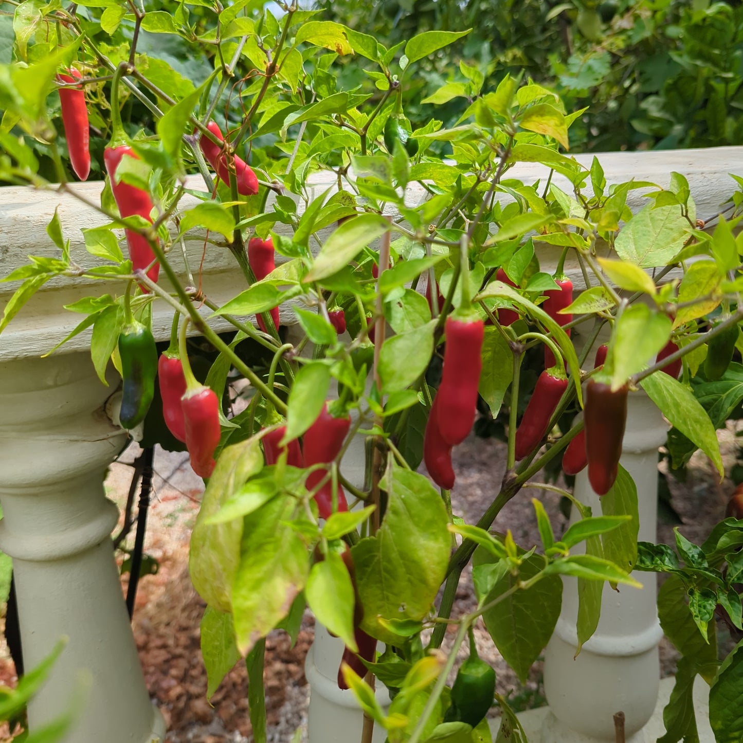 Hawaian Sweet - 10 chili seeds