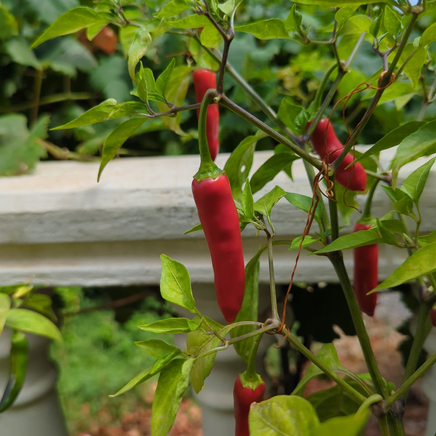 Hawaian Sweet - 10 chili seeds