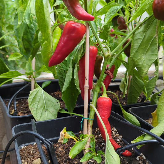Carmen F1 - 10 Chilisamen
