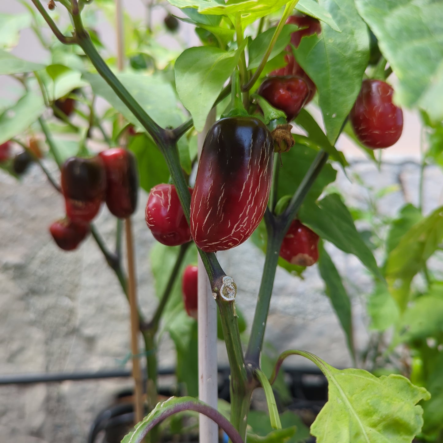 Jalapeño #4 - 10 chili seeds
