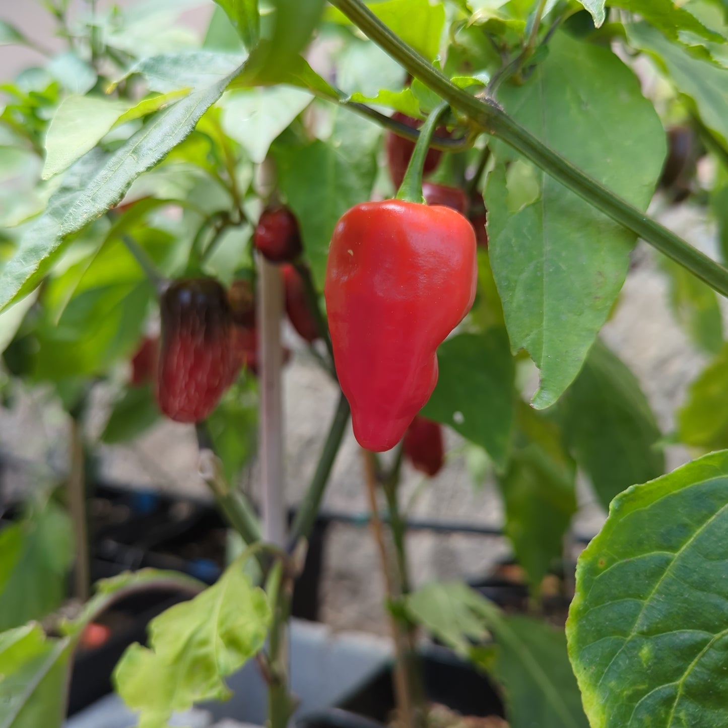 Jalapeño #4 - 10 chili seeds