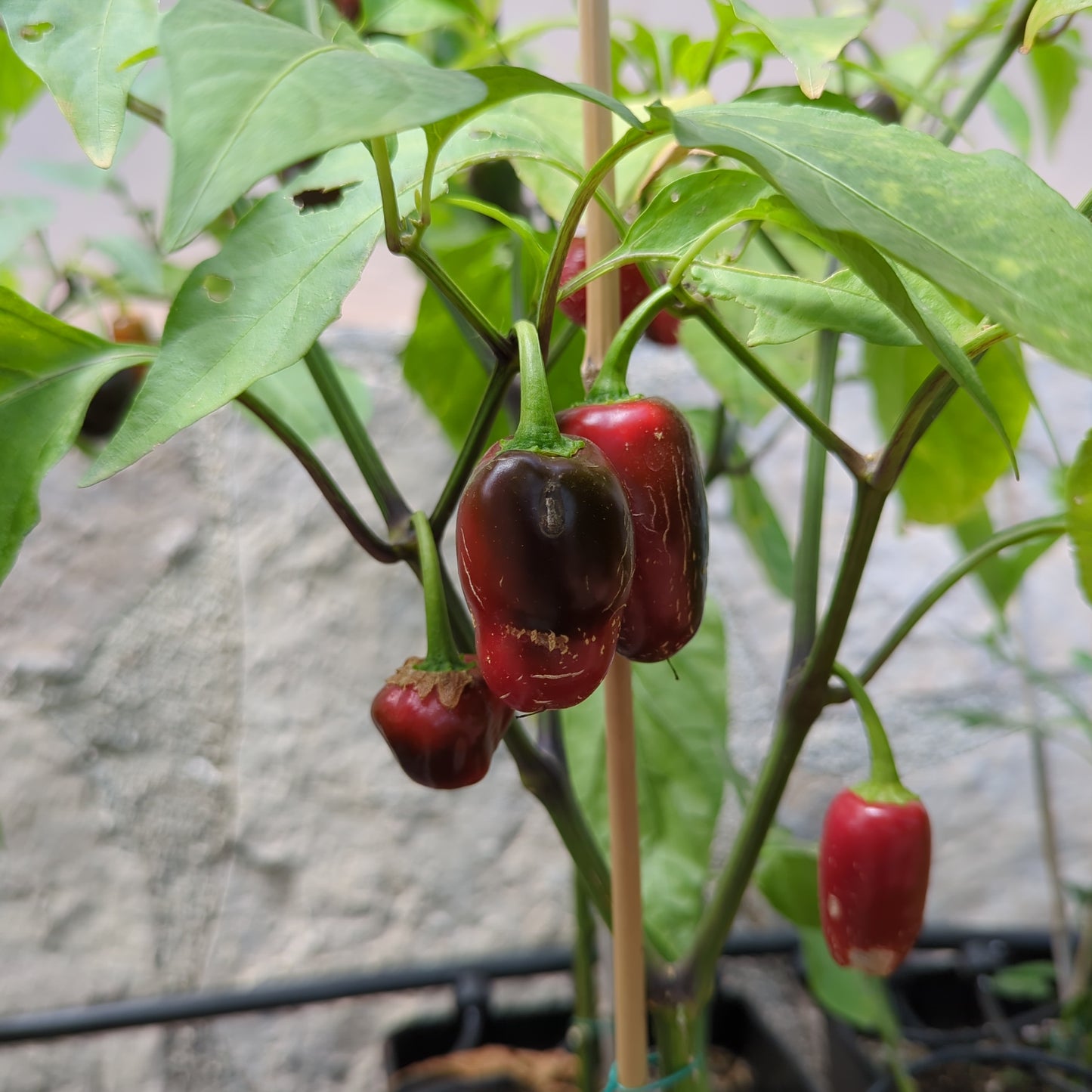 Jalapeño #4 - 10 chili seeds