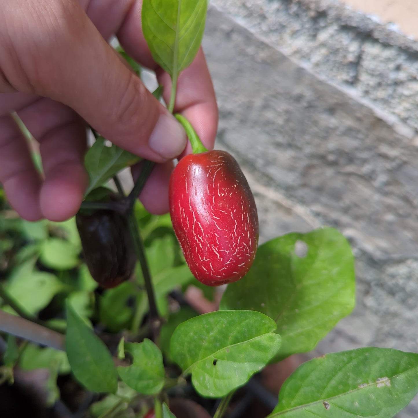 Jalapeño #4 - 10 chili seeds
