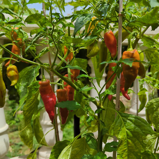 Aji Delight - 10 chili seeds