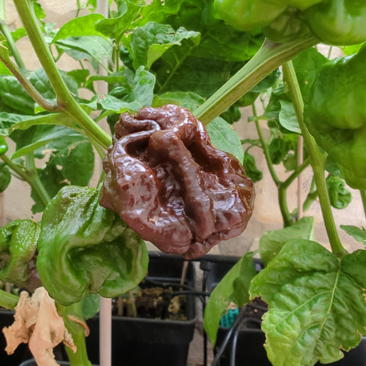 7 Pot Congo Chocolate - 10 chili seeds