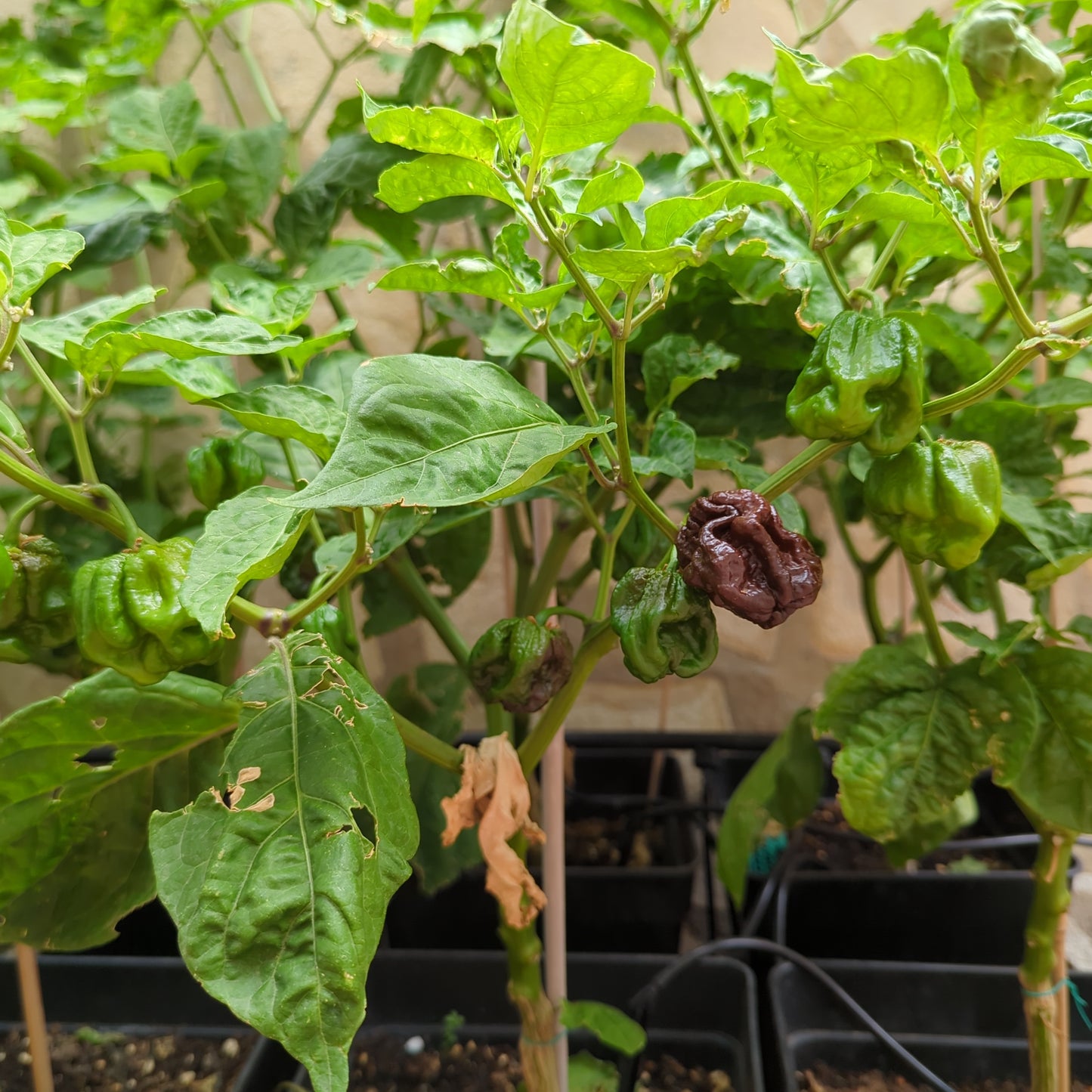 7 botes de chocolate Congo - 10 semillas de chile