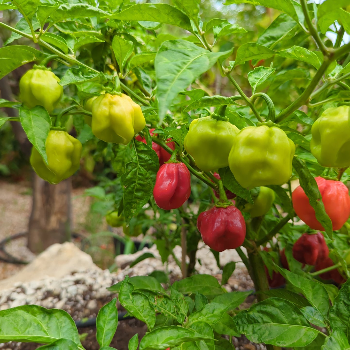 Habanero Caribbean Red - 10 semillas de chile