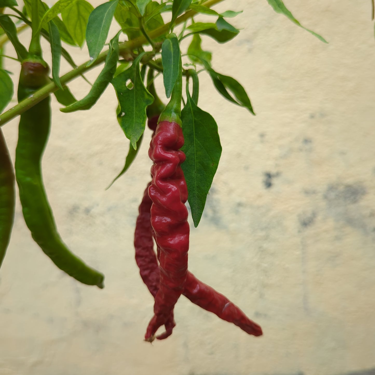 Thunder Mountain Longhorn XXL - 10 chili seeds