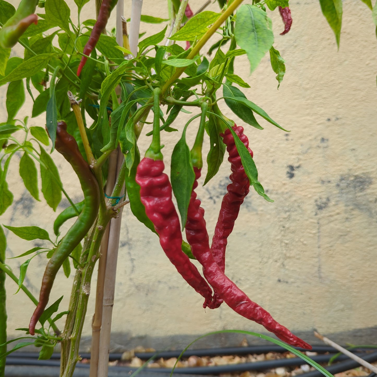 Thunder Mountain Longhorn XXL - 10 chili seeds