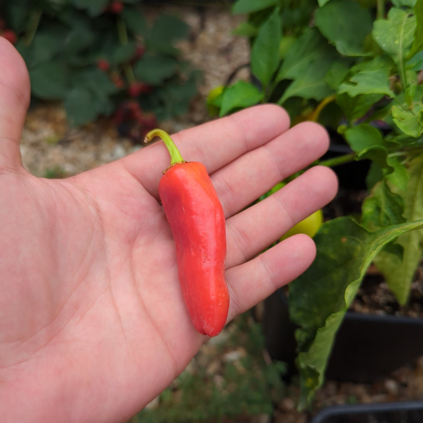 Hot Banana - 10 chili seeds