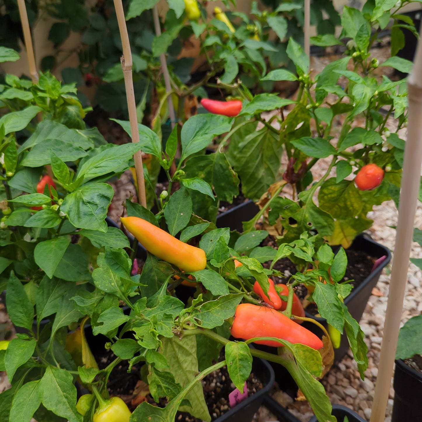 Hot Banana - 10 chili seeds