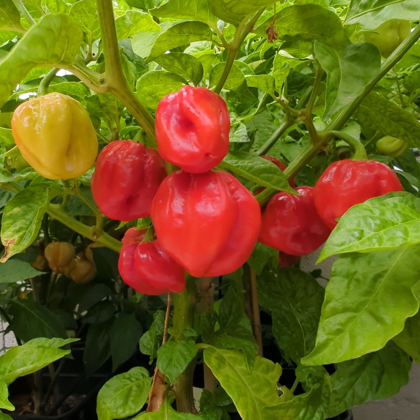 7 Pot Chaguana Chili | chili-planet.com