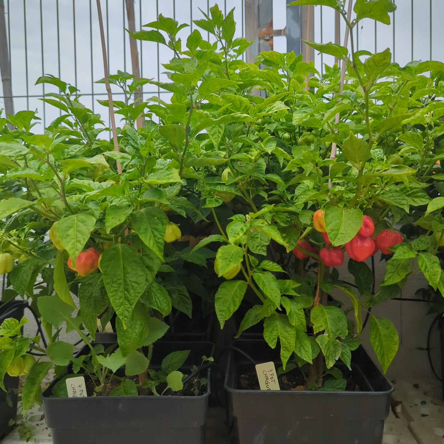 7 Pot Chaguana Chili (2)| chili-planet.com