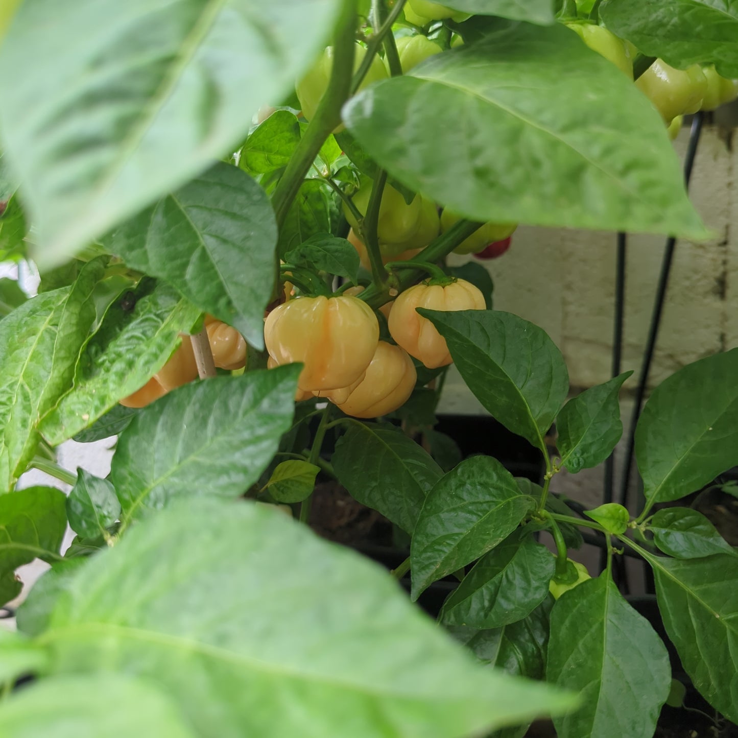 7 Pot Chaguana Chili (5)| chili-planet.com