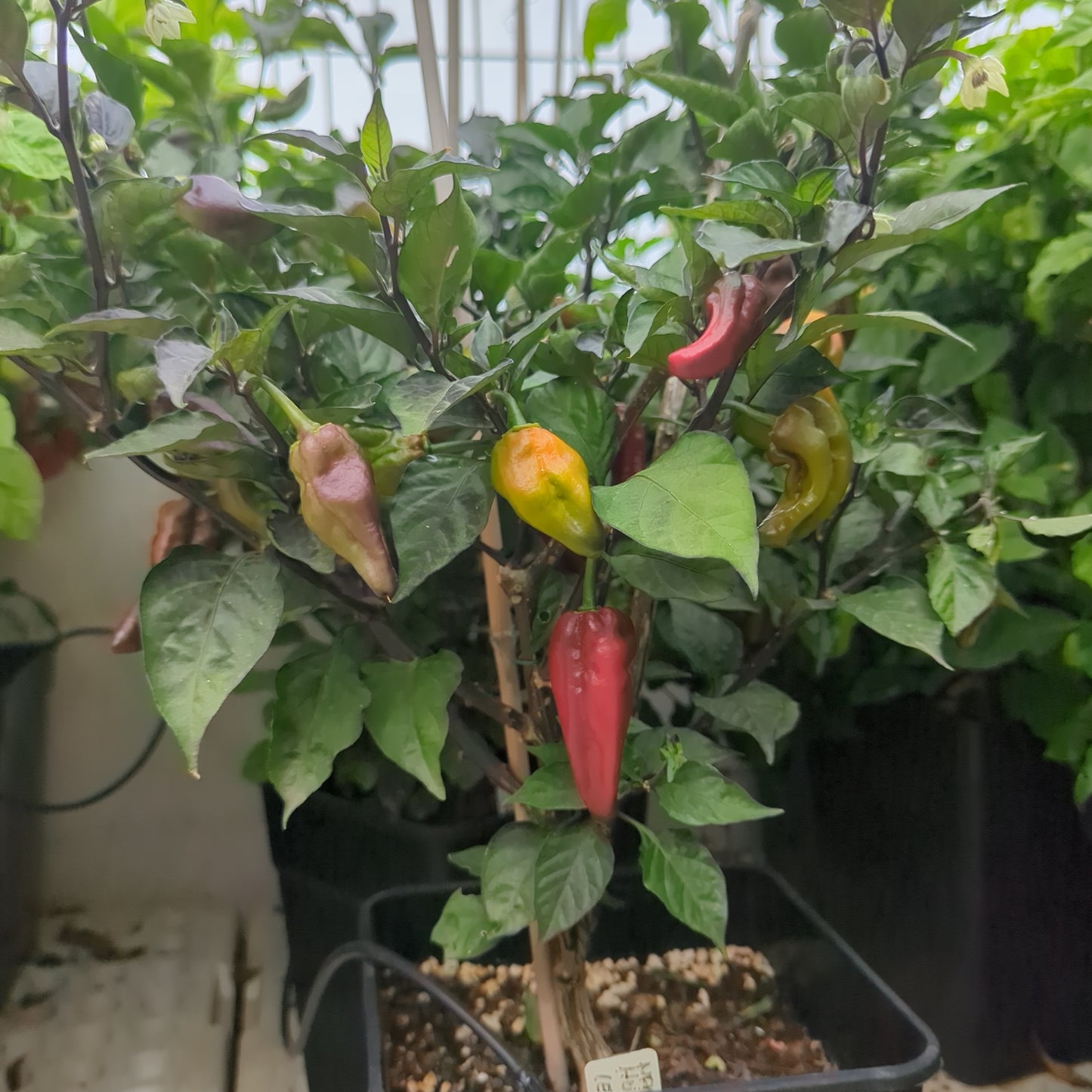 Naga Hurricane (Extra) - 10 chili seeds