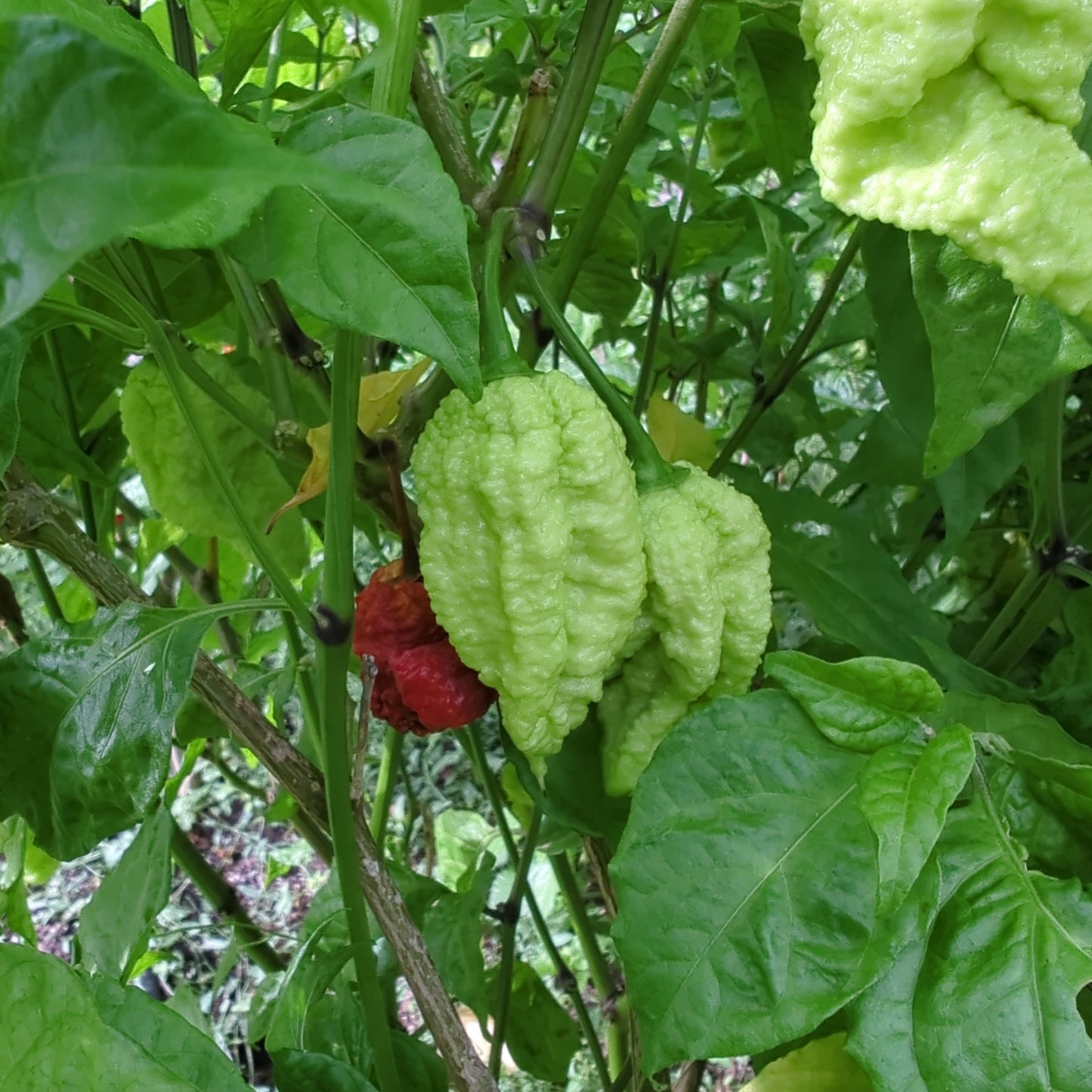 Carolina Reapers grün an der Pflanze - Chili Planet.com