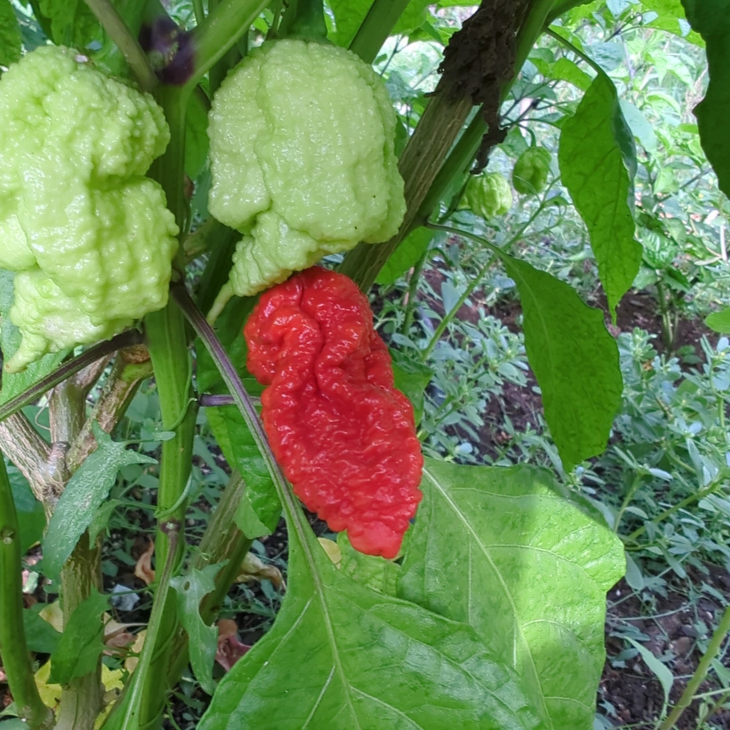 Grüne Carolina Reapers an der Pflanze- Chili Planet.com