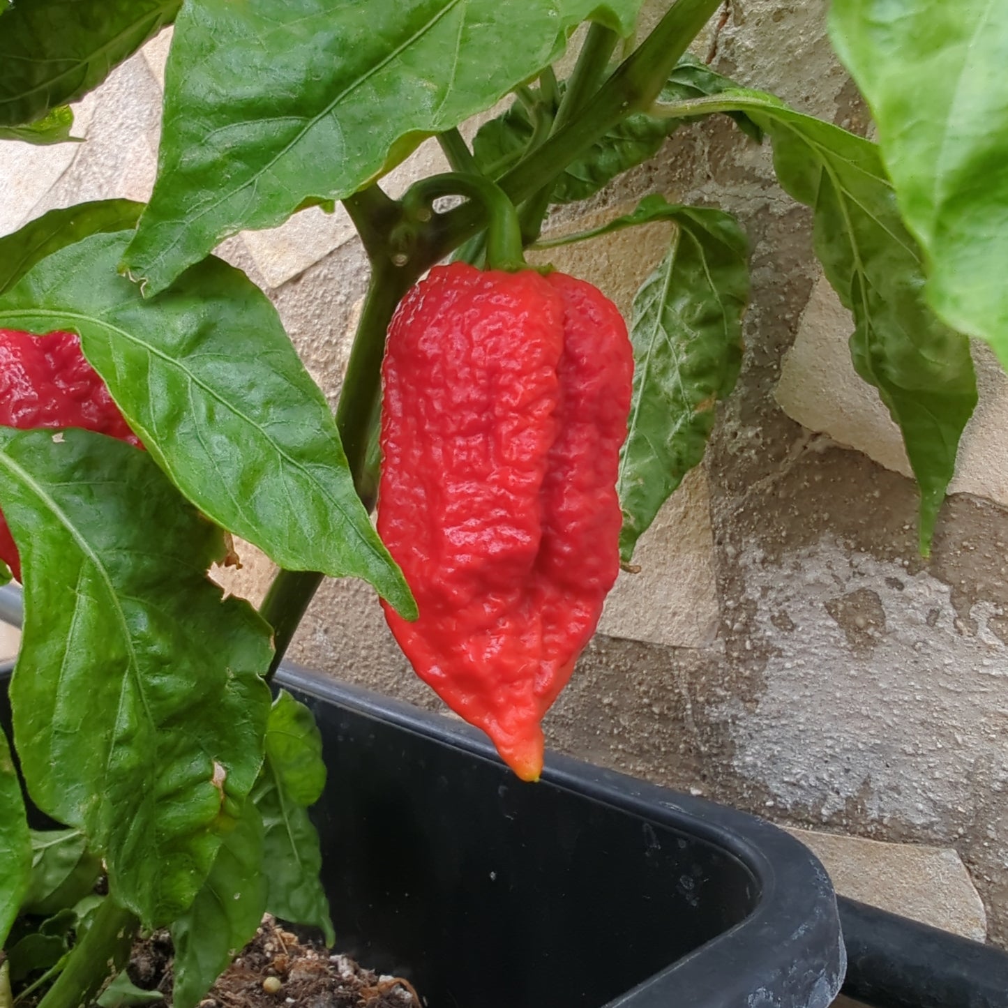 Nagabrain Red - 10 chili seeds