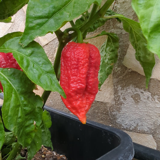 Nagabrain Red - 10 chili seeds