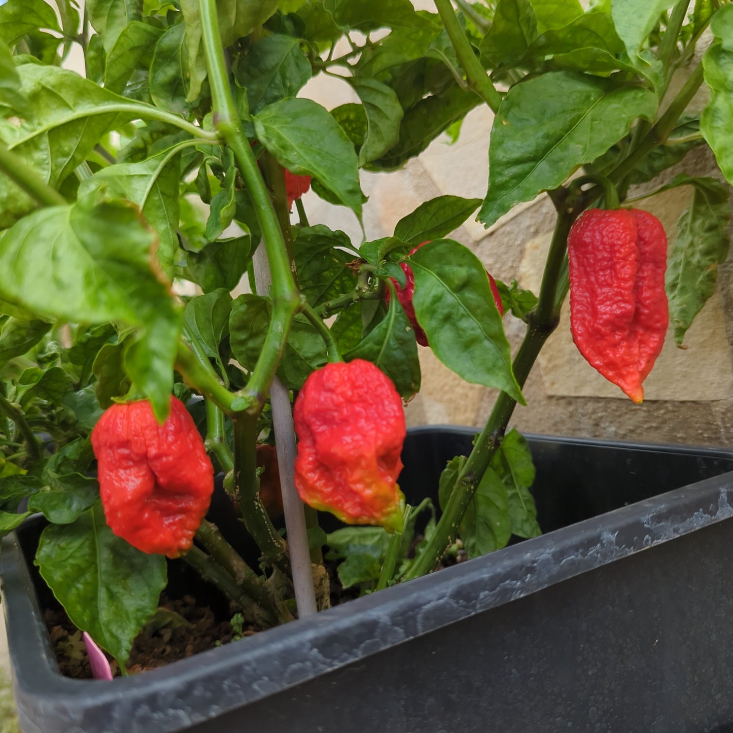 Nagabrain Red - 10 chili seeds