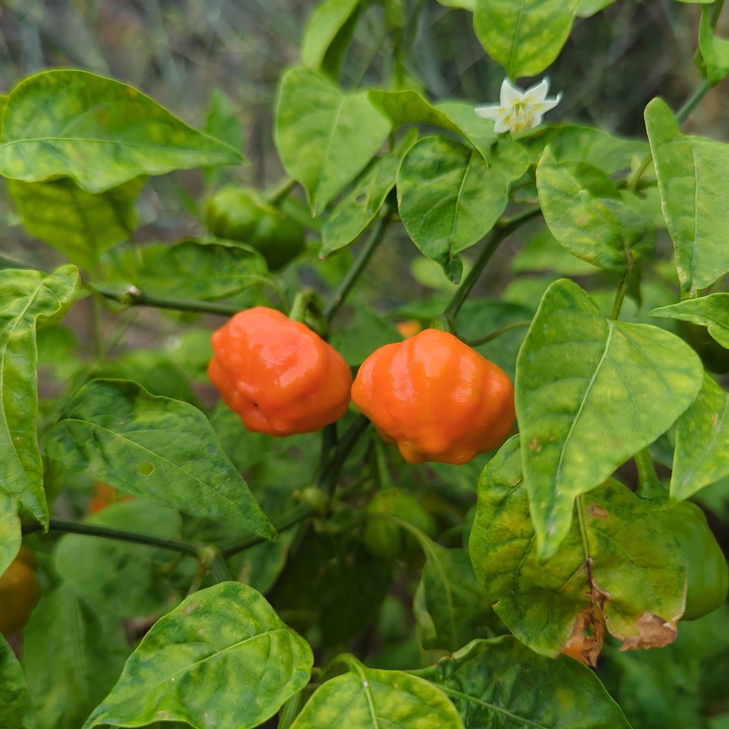 Brazilian Mango - 10 Chilisamen