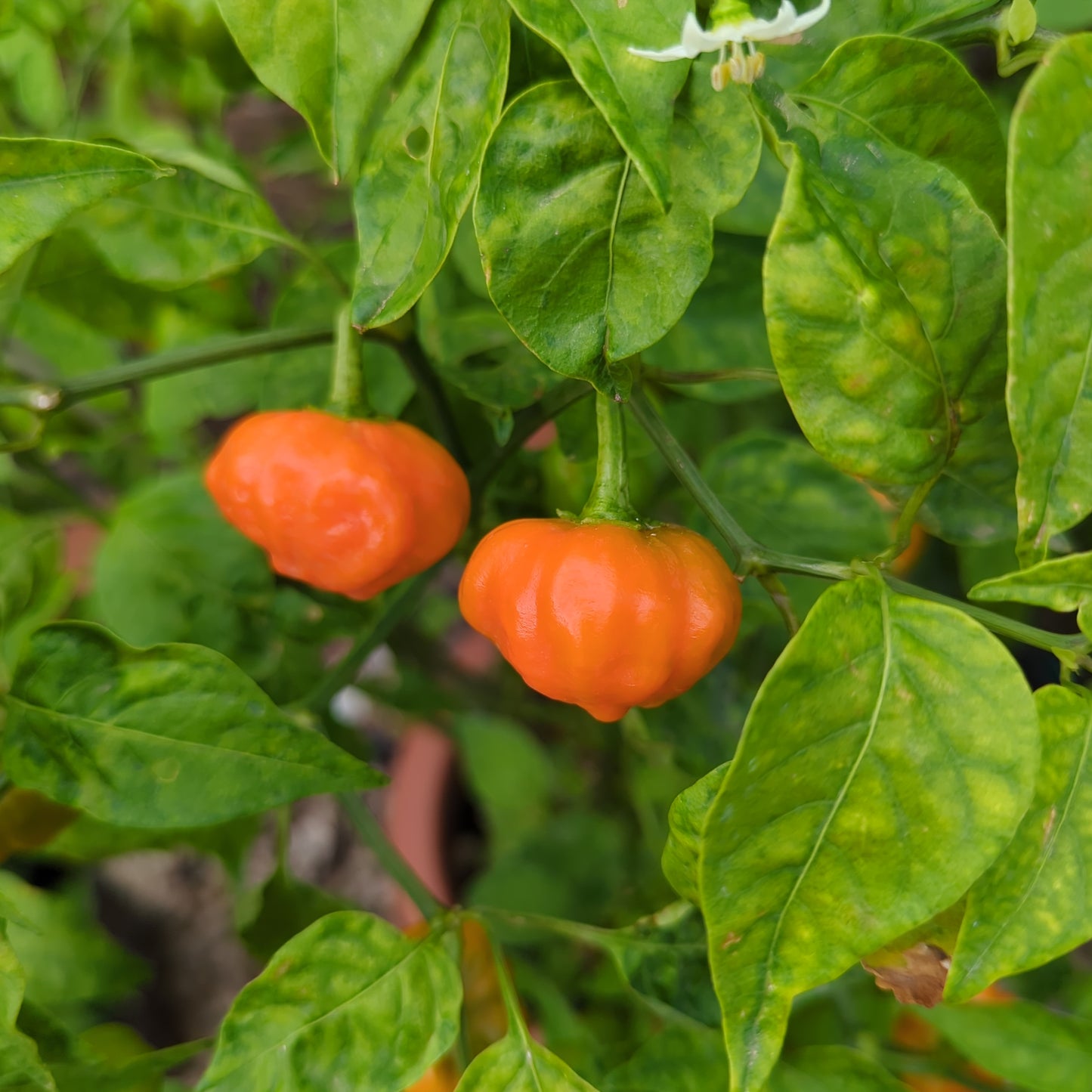 Brazilian Mango - 10 Chilisamen