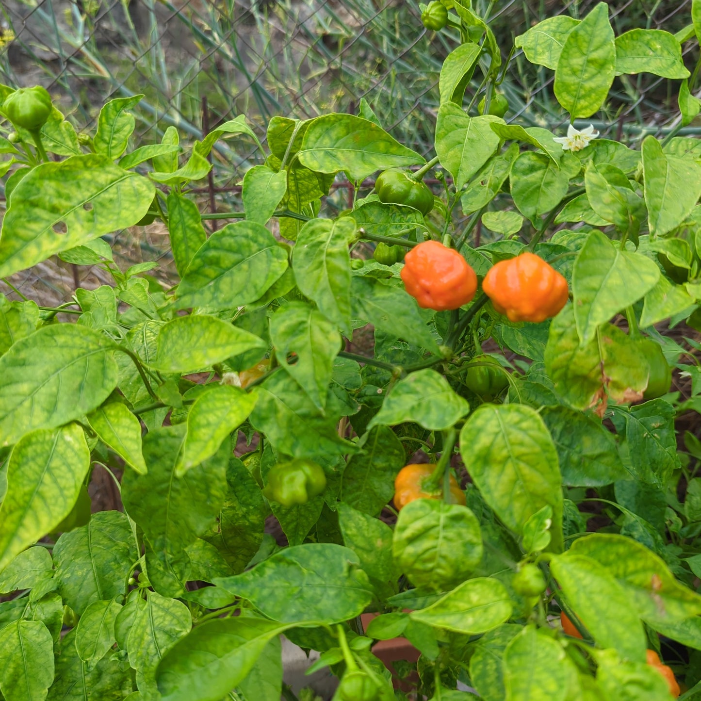 Brazilian Mango - 10 Chilisamen
